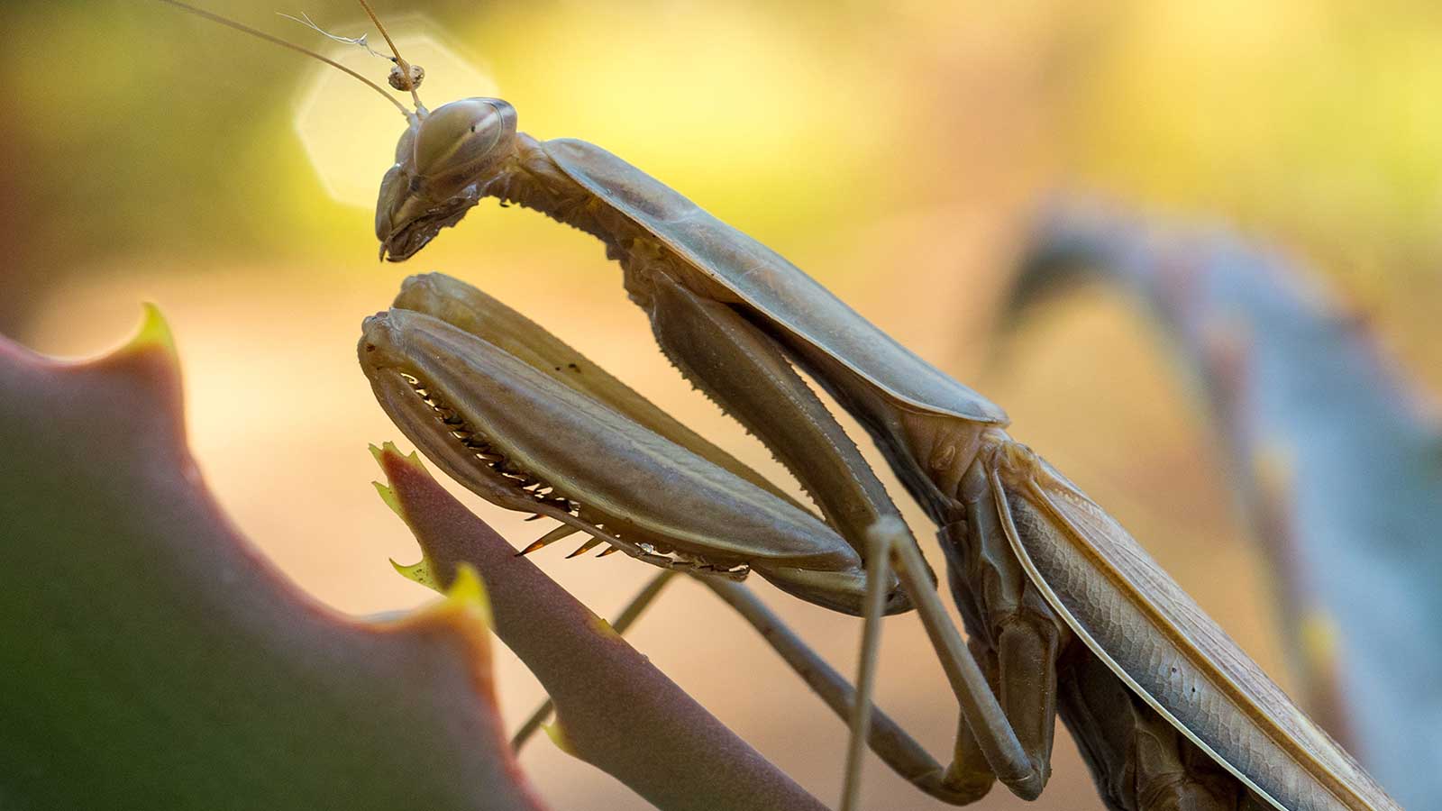 Praying Mantids - Beneficial Insects at Goffle Brook Farms in Ridgewood
