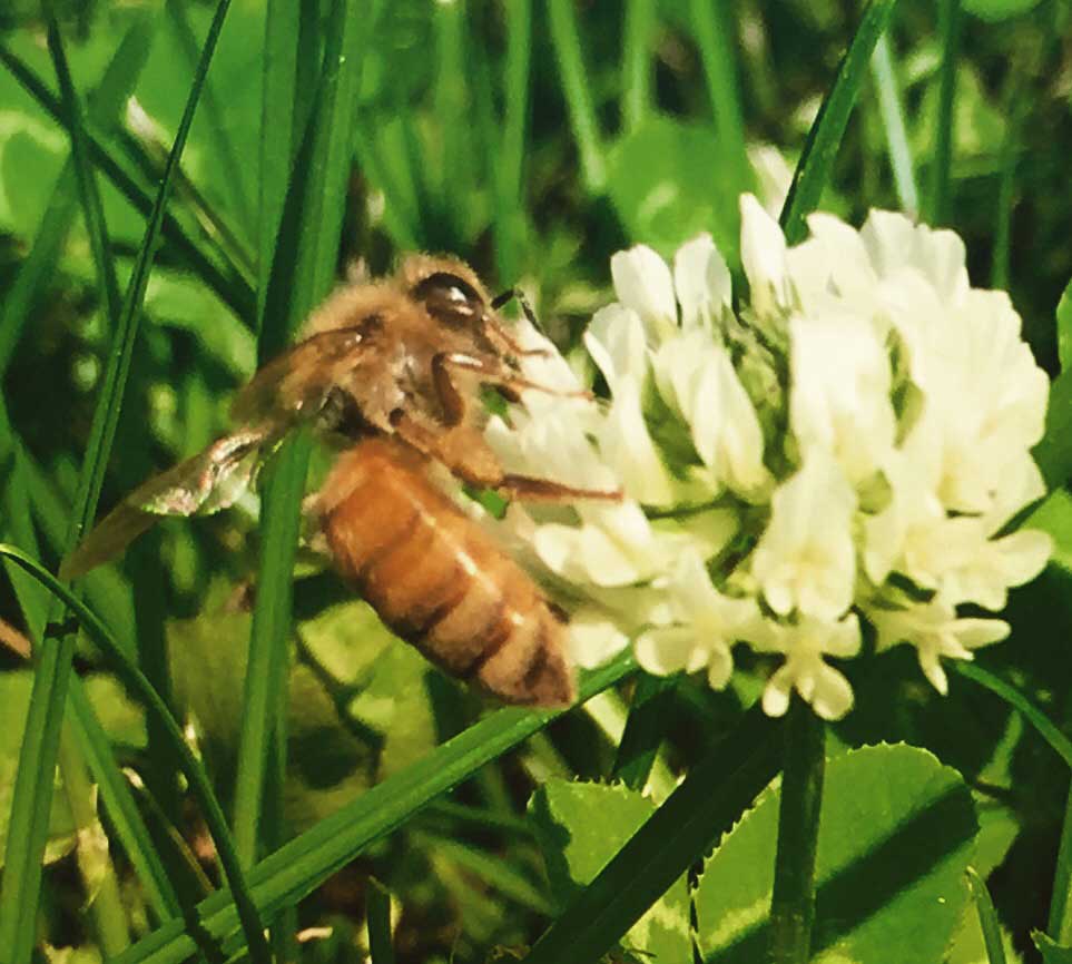 Honey Bee Collecting Nectar from Clover