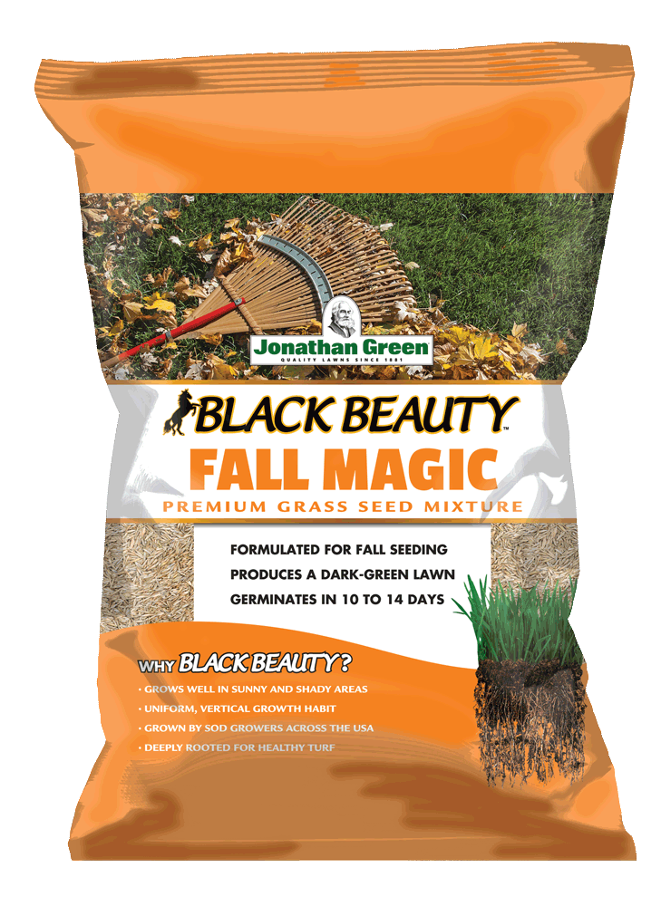 Black Beauty Fall Magic - Goffle Brook Farms