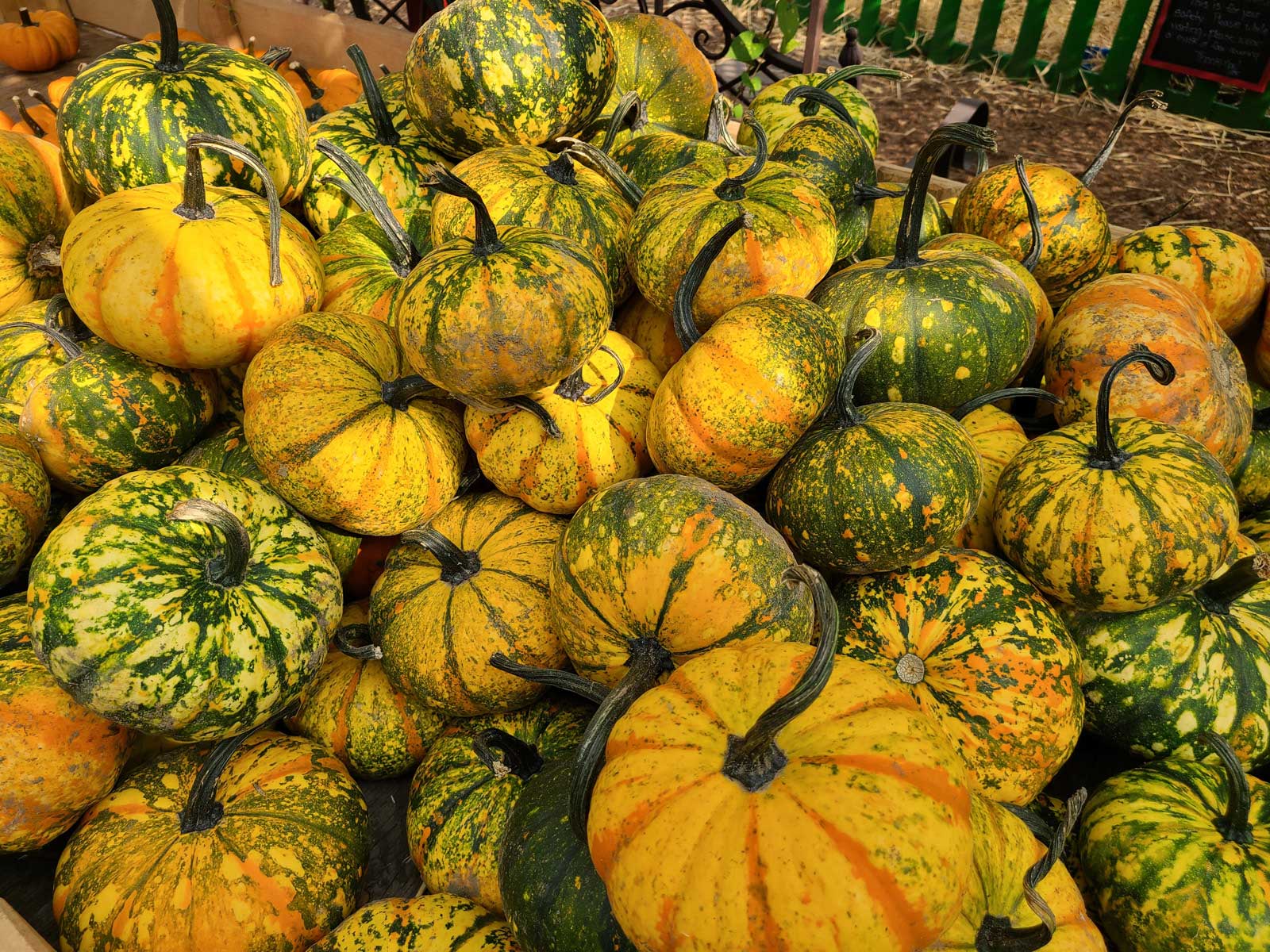 Fall Pumpkins at Goffle Brook Farms
