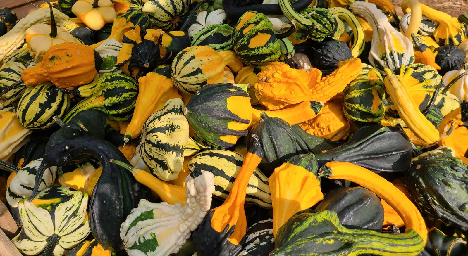 Gourds for Autumn Decor at Goffle Brook Farms in RIdgewood NJ