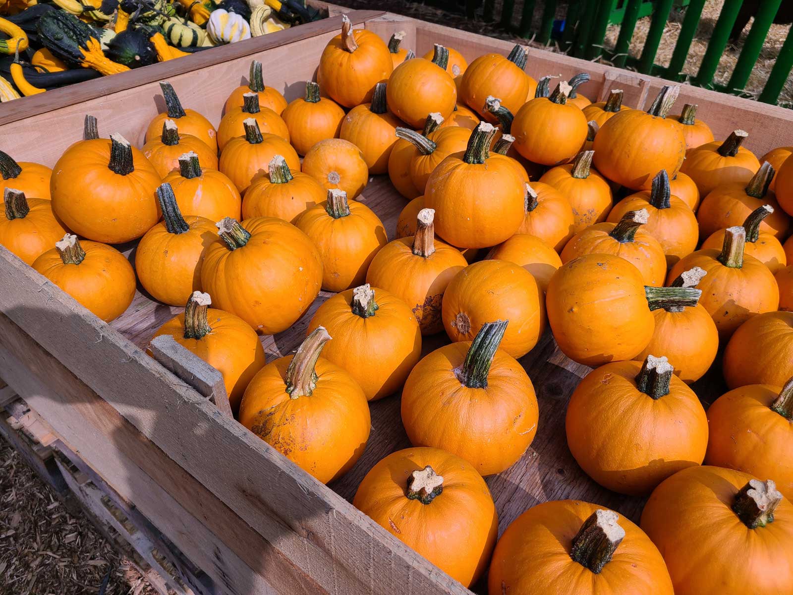 Halloweed Pumpkins at Goffle Brook Farms in Ridgewood NJ