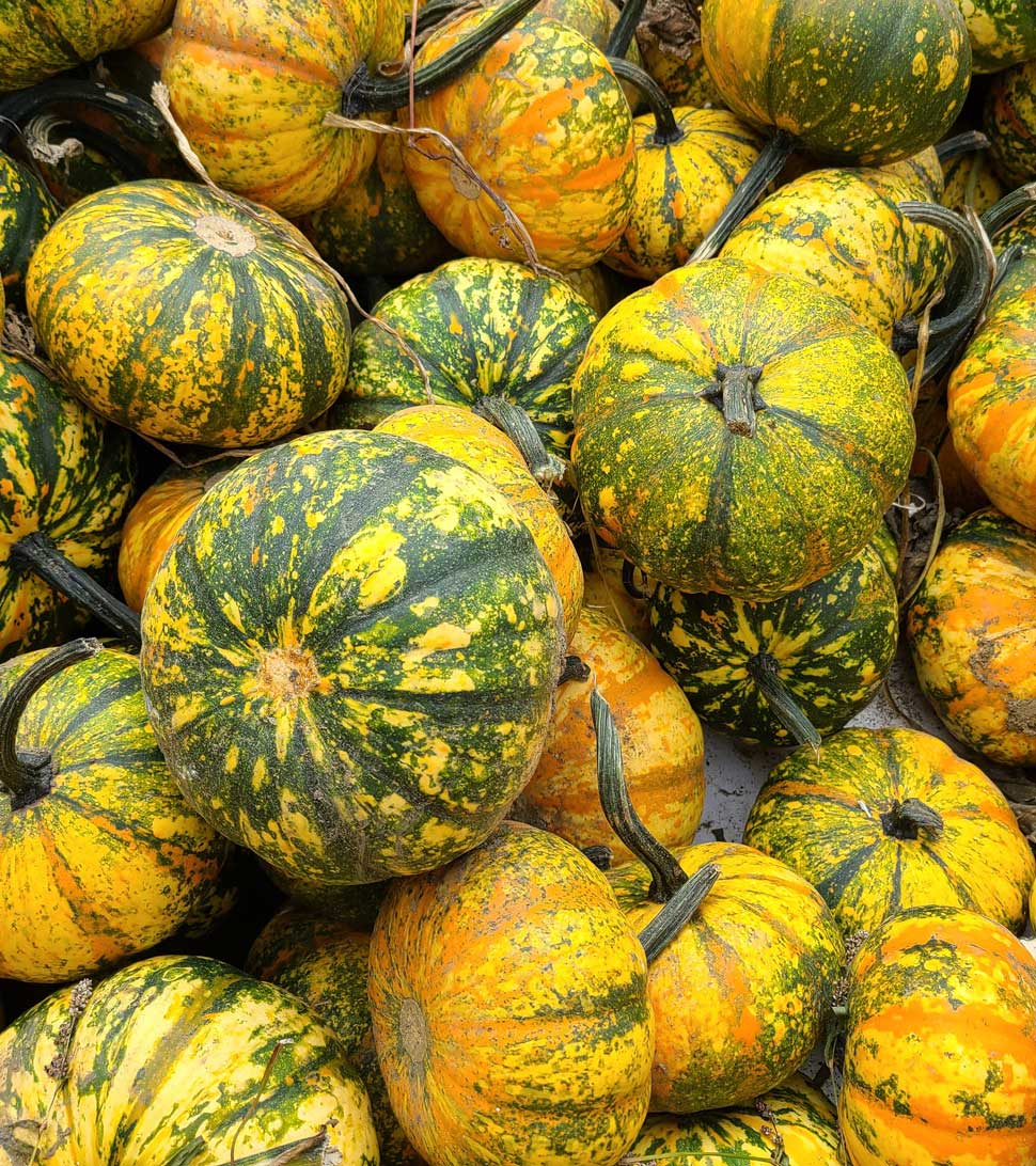 Gourds for Autumn Decorating at Goffle Brook Farms in Ridgewood NJ
