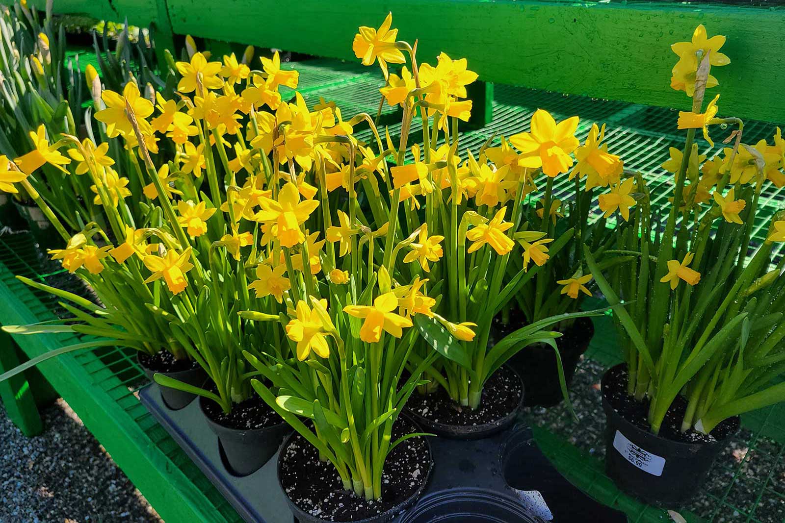 Daffodils - Squirrel Repellent Plants