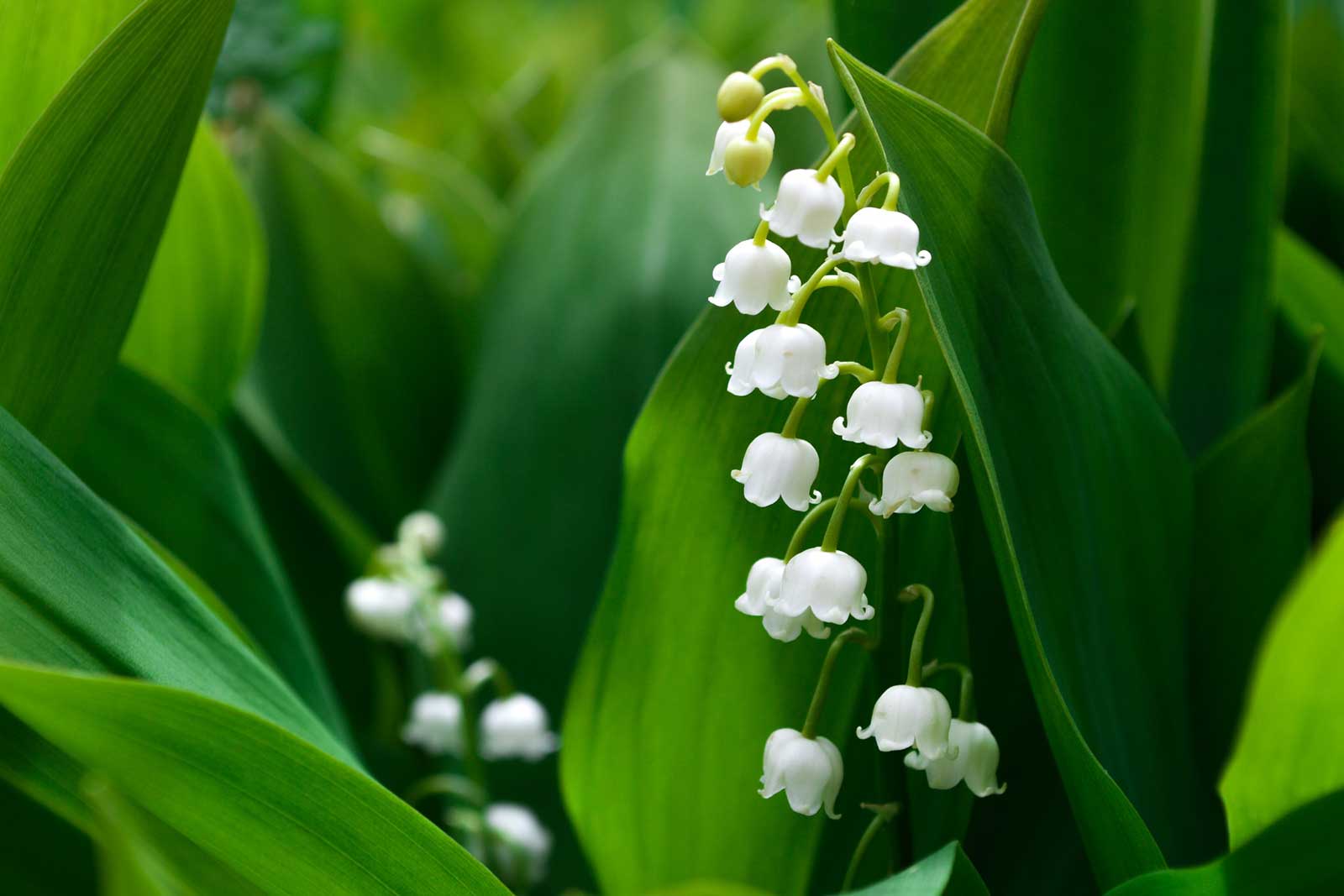 Lily of the Valley - Deer Repellent Plant