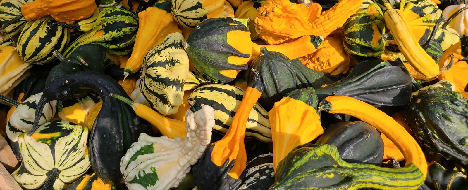 Fall Decor Gourds at Goffle Brook Farms