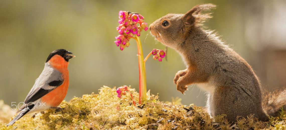 Squirrel Enjoying A Smorgasbord of Your Garden Flowers