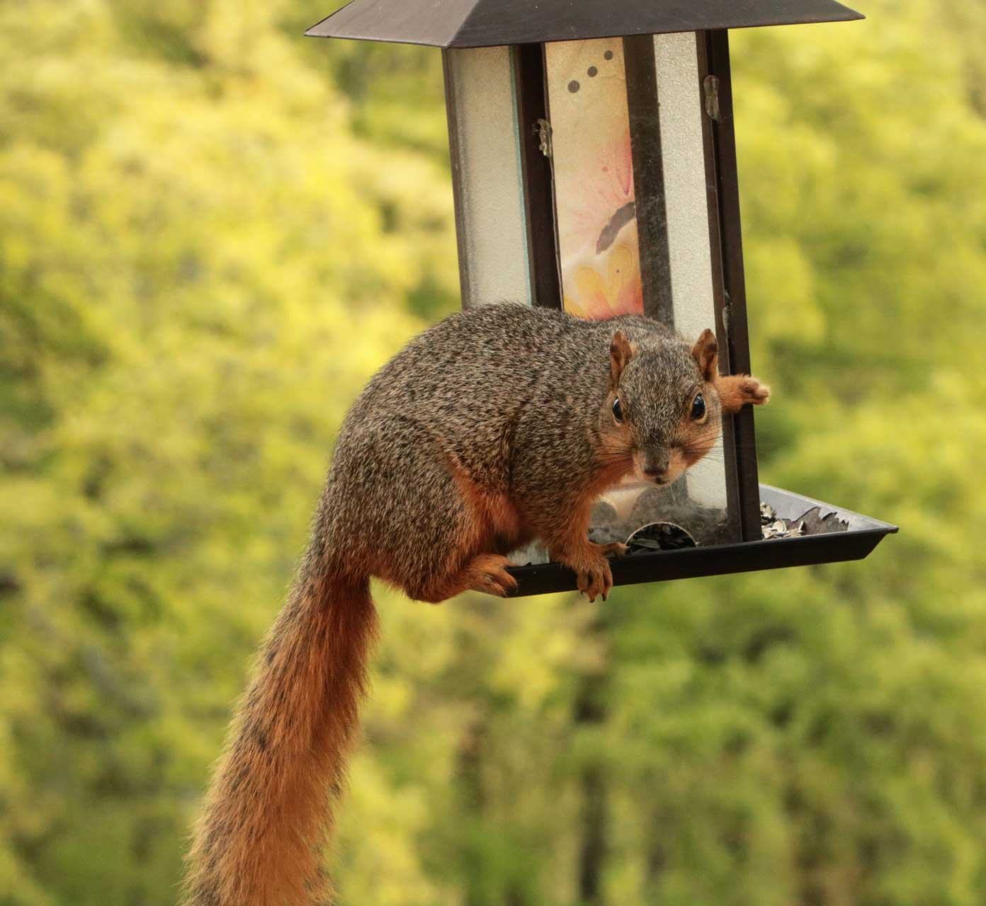 Squirrel raiding a bird feeder - critters in the garden flowers