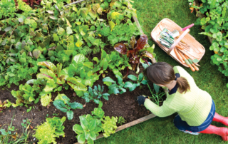 Plan your garden now for Spring success