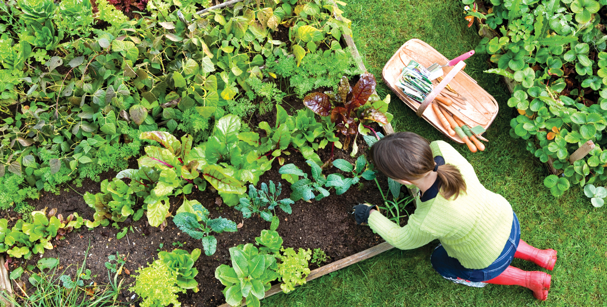Plan your garden now for Spring success