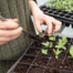 Starting Vegetables From Seed - A Gardening Primer by Goffle Brook Farms in Ridgewood NJ