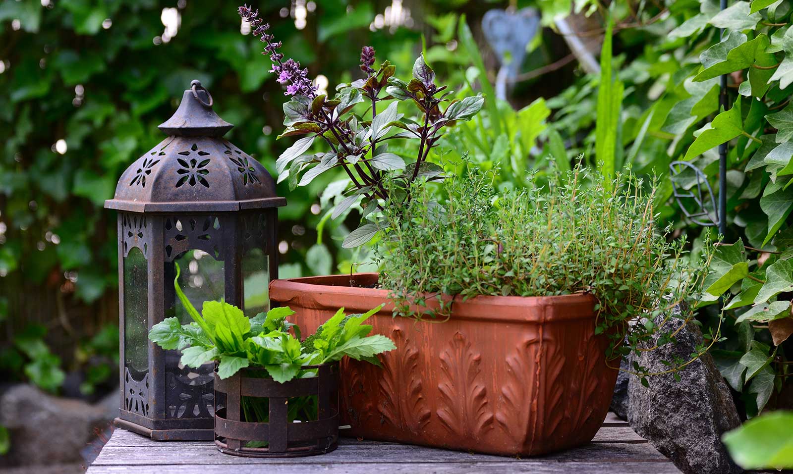 Thyme and Basil in Container - Companion Planting