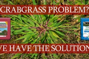 Crabgrass Problem