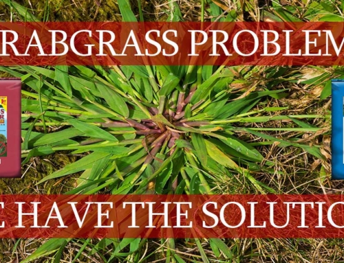 Crabgrass Problem