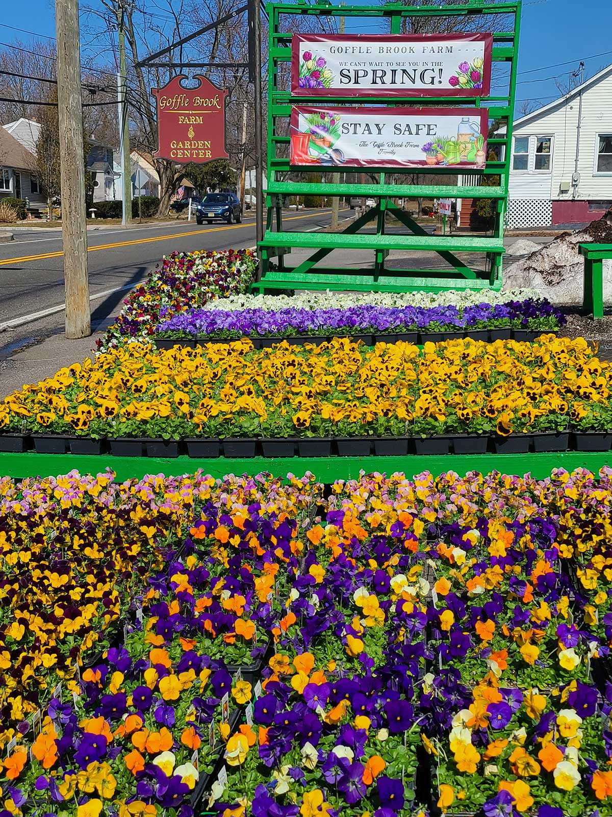 When the pansies align Goffle Brook Road, spring has sprung. Gardeners know this in their hearts, even though the calendar may say otherwise. There is something about this beguiling springtime flower that sets the emotions astir and reassures those who have been waiting through the long winter that the new season has arrived. 