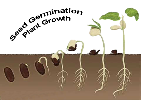 Plant growth showing seed germination