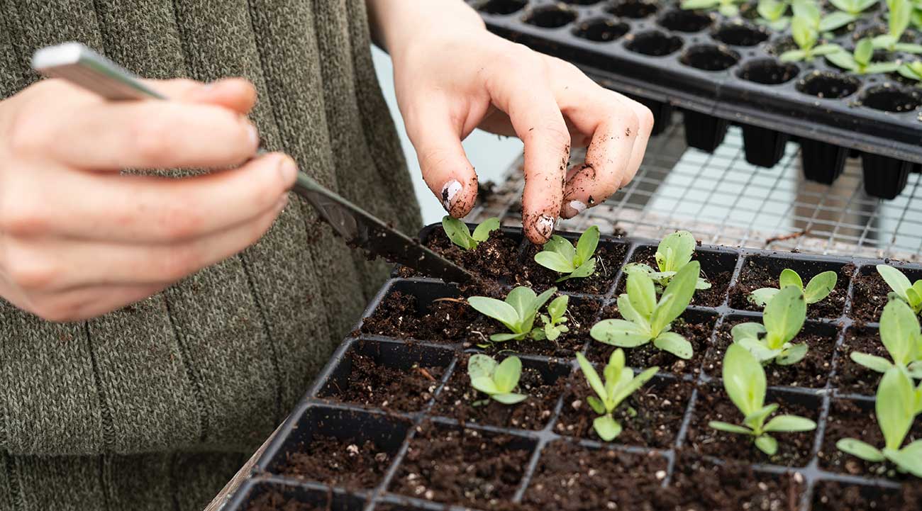 Gardening with Seeds