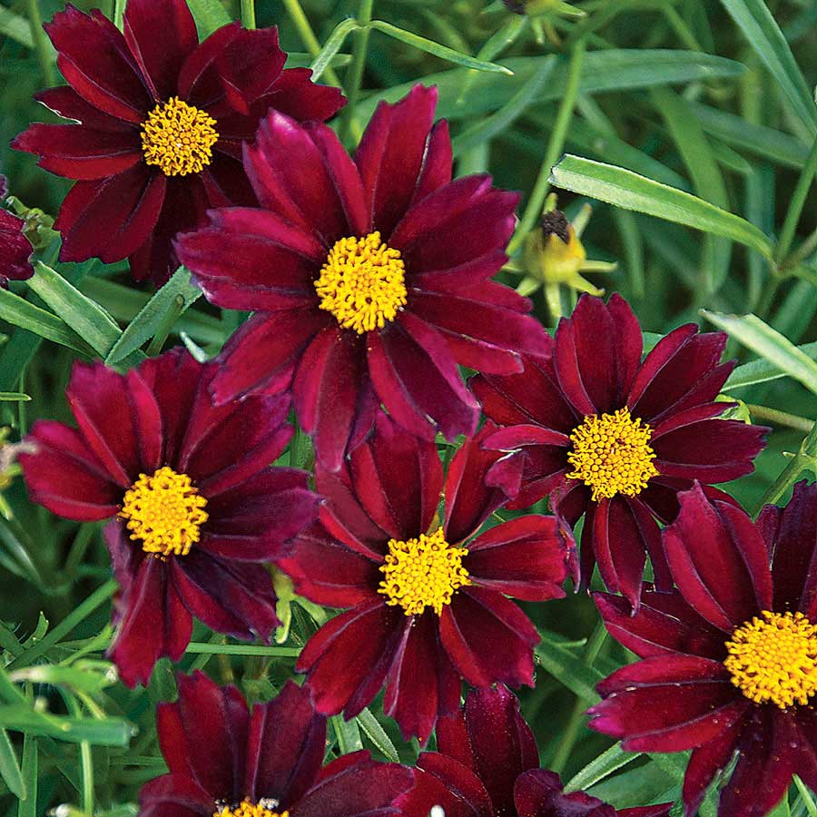 A color breakthrough - a hardy, red-flowering coreopsis with deep velvety red flowers with frilly bright gold centers above fresh green, finely textured foliage. Petals are streaked with frosty white in late fall. A well-branched selection with excellent disease resistance. Spreads gently in the garden. An herbaceous perennial.
