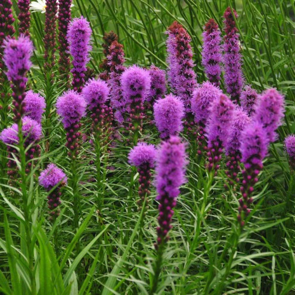 Multiple wands of bright violet-purple flowers open from top to bottom beginning in early summer. Narrow, opposite leaves are up to 10" long at the base of the plant and decrease in length up the stems. All together, Liatris is a very strong vertical accent for the garden. It is a staple item for cutting gardens; it adds a bright, vertical element to bouquets.