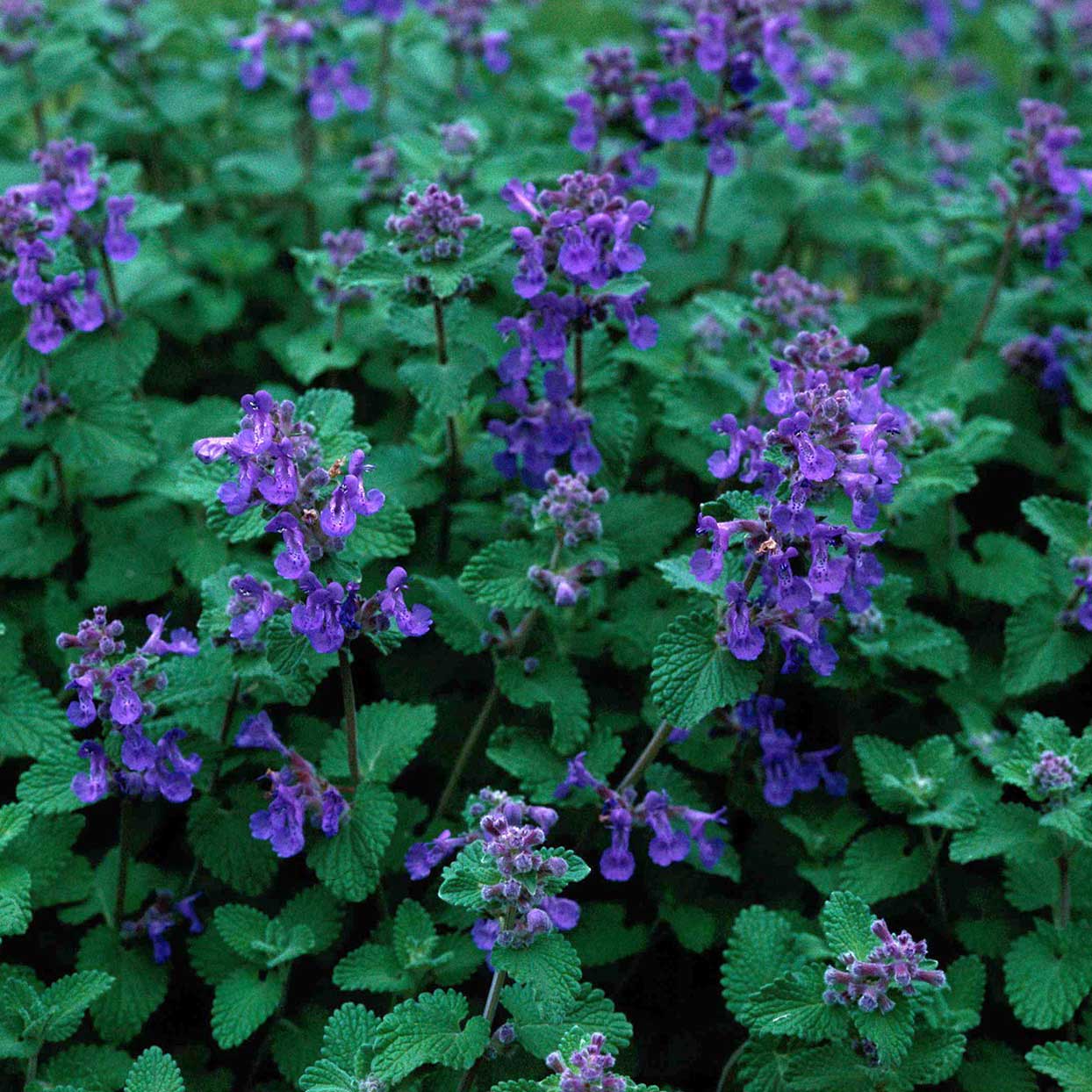 Nepeta 'Blue Wonder' is a variety of Catmint. The foliage is grey-green, 1"-2" long, scalloped and fragrant. Nepeta 'Blue Wonder' is covered in sprays of 6" tall, dark blue-purple flower spikes beginning late Spring and into the Fall