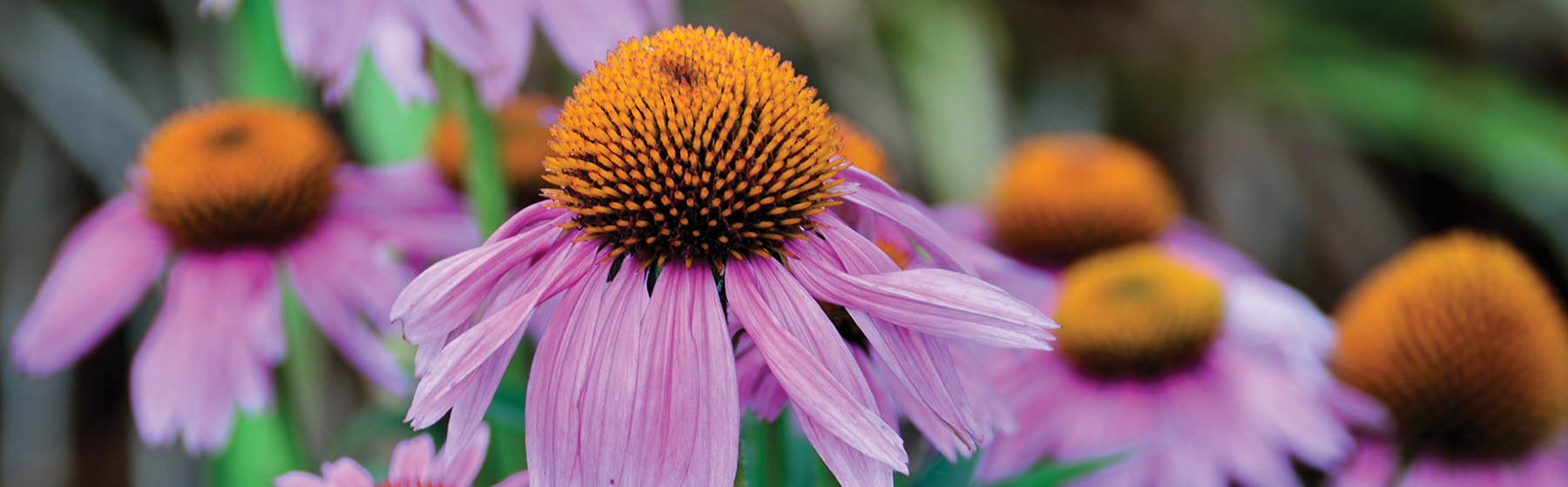 Coneflowers, also known as Echinacea, are tough little native flowers that draw butterflies, bees, and birds to the garden. Trouble-free coneflowers are drought-tolerant once established. They can take the heat! As native plants with prickly stems, they are more deer-resistant than most flowering plants, too. 