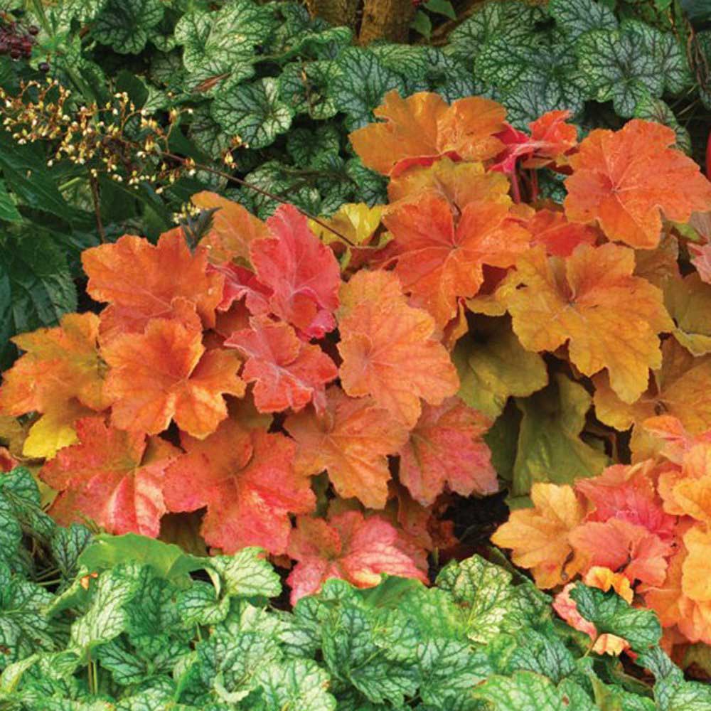 With huge cinnamon-peach leaves and a lush habit, this plant makes a bold foliage statement like a Hosta (but evergreen). Creamy white flowers erupt in late summer. Foliage color changes from cinnamon peach to burnished copper to amber.