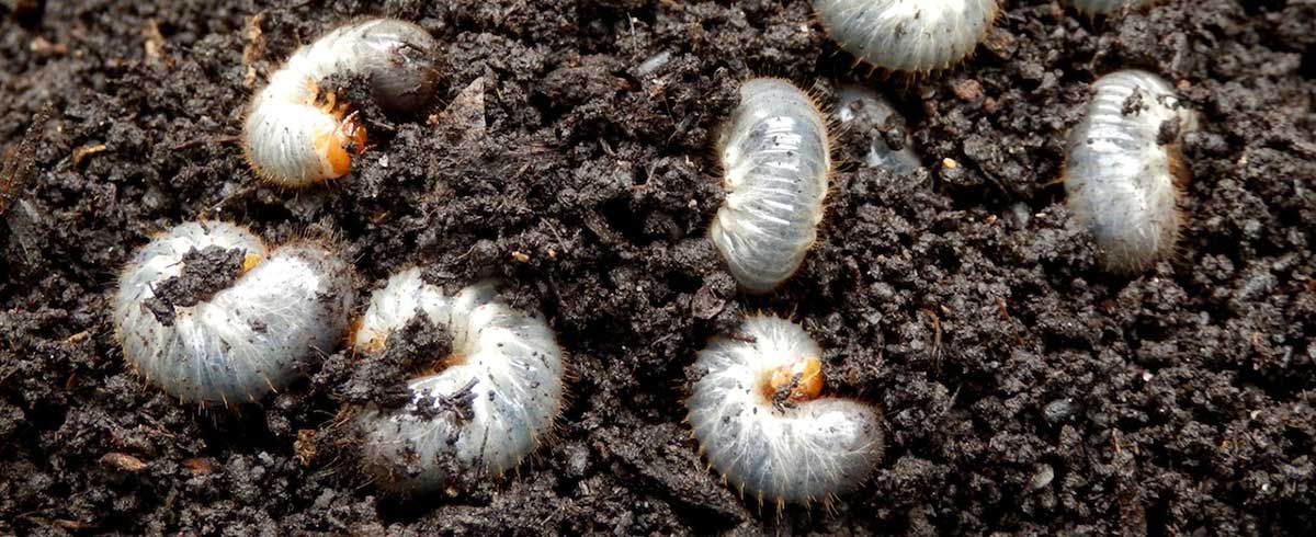 If you have noticed many beetles around your yard this summer, you'll want to utilize some type of grub control to control dead patches in your yard. There are many types of beetles such as June beetles, Japanese beetles, and many others that can be easily controlled with some type of grub control. 