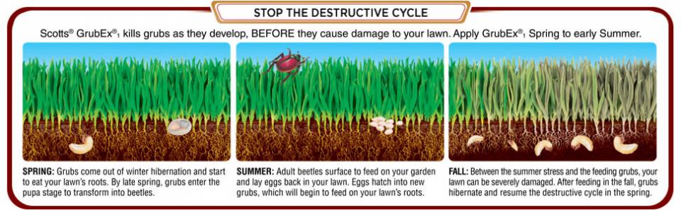 Scotts Grubex kills grubs as they develop, BEFORE they cause damage to your lawn. Apply GrubEx to your lawn in spring to summer
