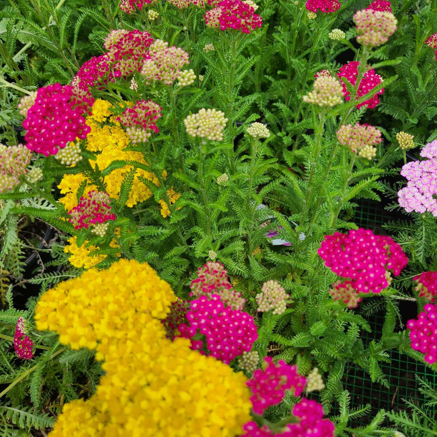 Plantings comprised of saturated reds, purples and pinks, and oranged blooming flowers are considered energizing and also as a bonus are favored by butterflies and bees as pollinators.