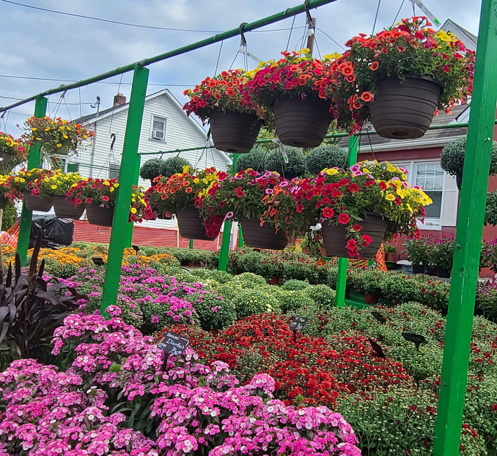 Mums are a good choice for anyone looking to keep an aesthetically appealing garden in the fall, since there are so many different species, you are likely to find at least a few, or possibly many of them visually pleasing to you.
