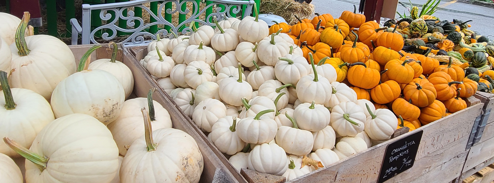 Pumpkins have been grown in North America for five thousand years. They are indigenous to the western hemisphere. Pumpkins, which are a type of squash, were first found in the Americas, primarily in the area of Central America and Mexico.