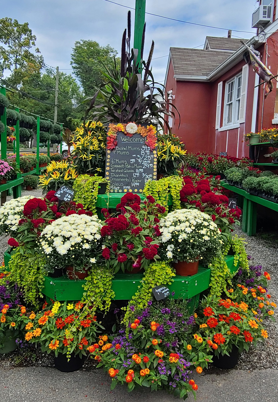 Where can you find cold hardy annuals, herbs, veggies, and all your autumn supplies in Bergen County? Look no further than Goffle Brook Farms. We make adding color and life to your garden easy, and if you have any questions our knowledgeable staff will be happy to help.