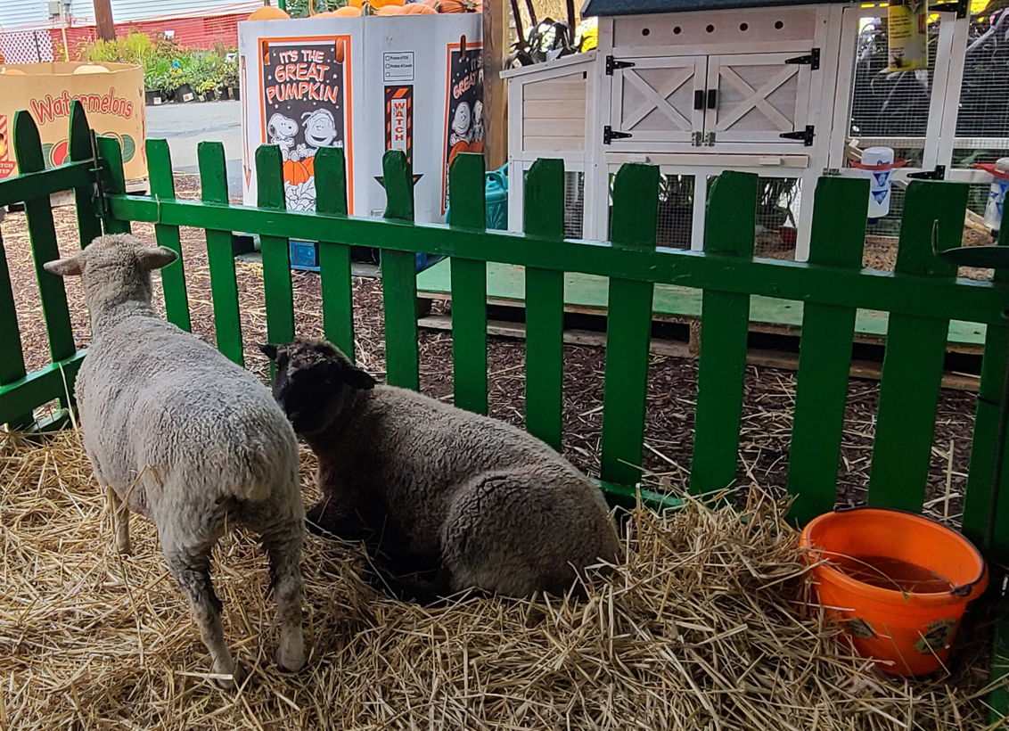 Our Petting Zoo is designed for small children and pre-teens to have a wonderful experience especially if your child lives in a city situation. The petting zoos give the parents the opportunity to expose their children to the animals and let the children have fun.