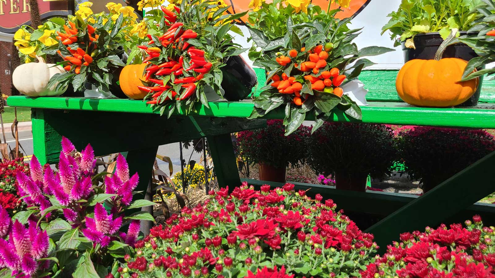 Ornamental Peppers and Pumpkins