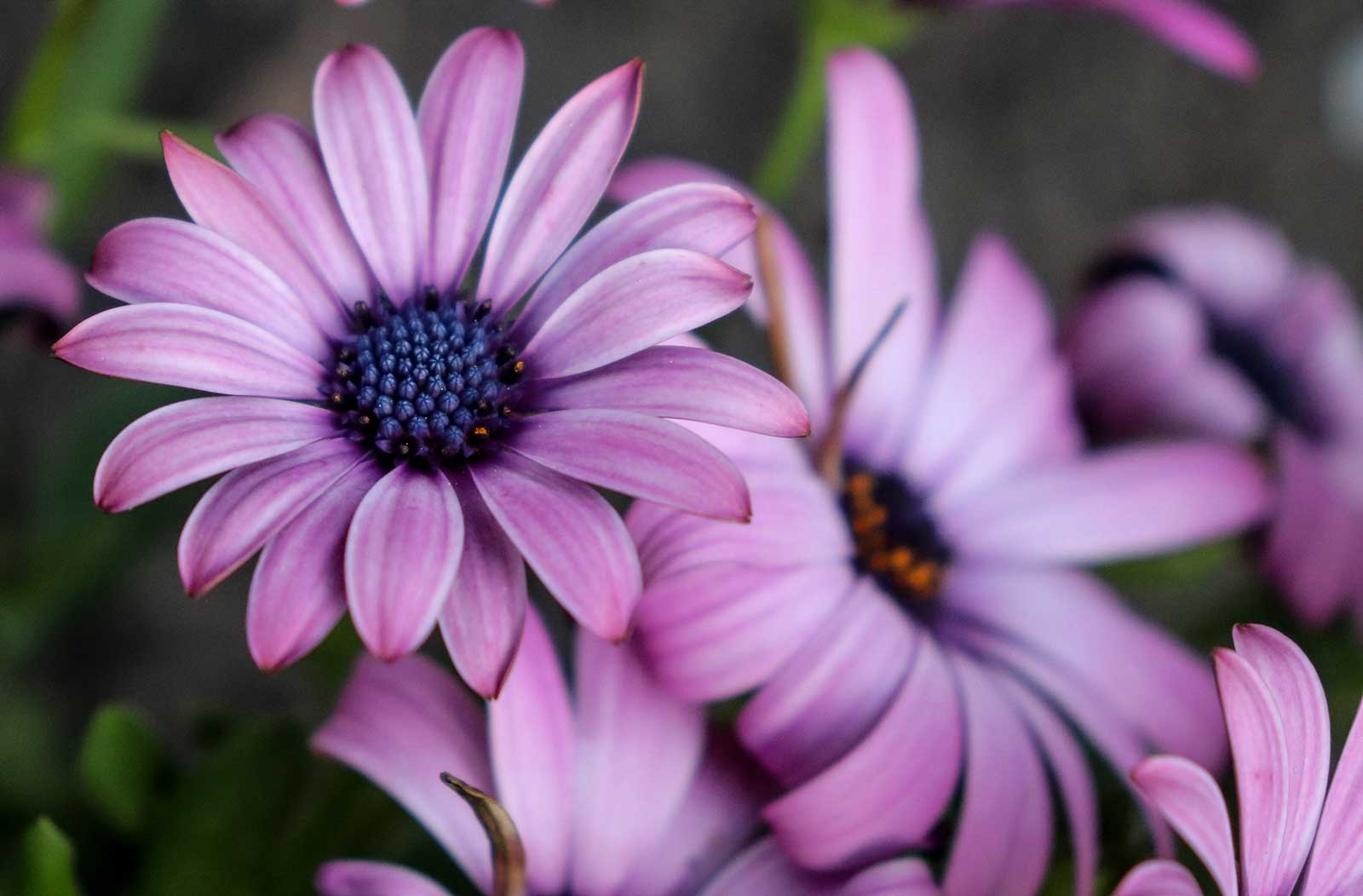 African daisies (Osteospermum spp.) look a lot like common daisies, with petals radiating around a center disk. They are even members of the Asteraceae family, along with shasta daisies and zinnias.