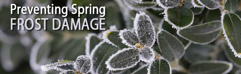 Unexpected freezes can devastate landscapes and gardens. They can leave a gardener wondering how to protect plants from freezing, and question what is the best way to cover and keep plants from freezing.