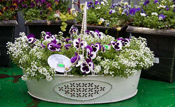 Pansies make excellent container pairings for spectacular early spring color. Here they are paired with white alyssum in a whimsical basket.