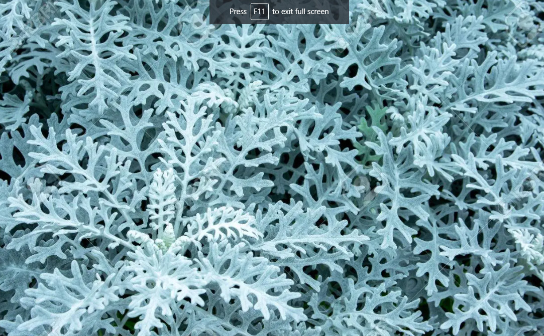 The striking feature of dusty miller plants is its unusual silvery leaves covered in fine hairs. Dusty miller silver wooly leaves are lance-shaped and feature deep lobes or scalloping on the margins, typical of ragwort plants. 