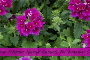 Frost Hardy Annuals