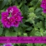 Focus on frost hardy annuals. Some of these annuals that can withstand 20 degrees or so, including pansies, snapdragons, dianthus, alyssum, dusty miller, viola, flowering cabbage and kale.