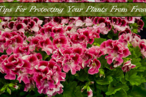 Frost and Freeze Warning Plant Protection Tips