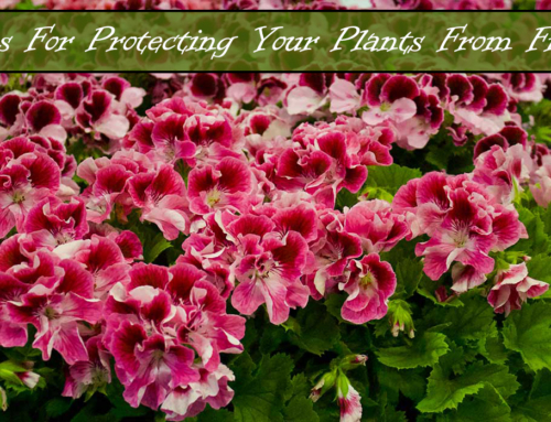 Frost and Freeze Warning Plant Protection Tips