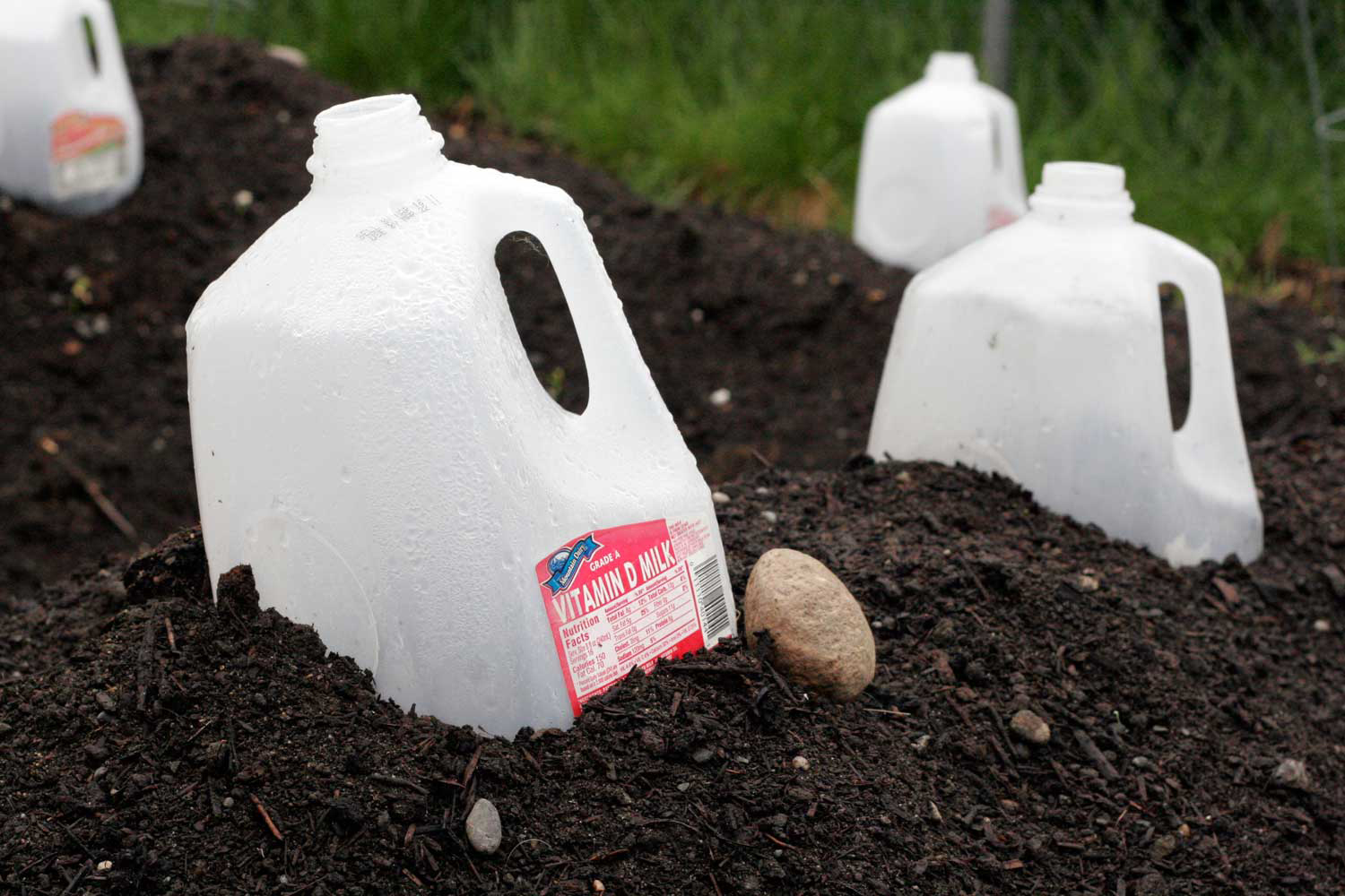 A super easy garden hack is to make a milk jug cloche by cutting off the bottom of a gallon-size jug and placing it over a plant, making sure to push the bottom of the jug about an inch deep in the soil. Tie the handle of the jug to a nearby stake to prevent it from blowing away. Keep the lid of the jug closed at night for maximum protection, but remove the lid to vent the cloche during the day to avoid overheating the plant.