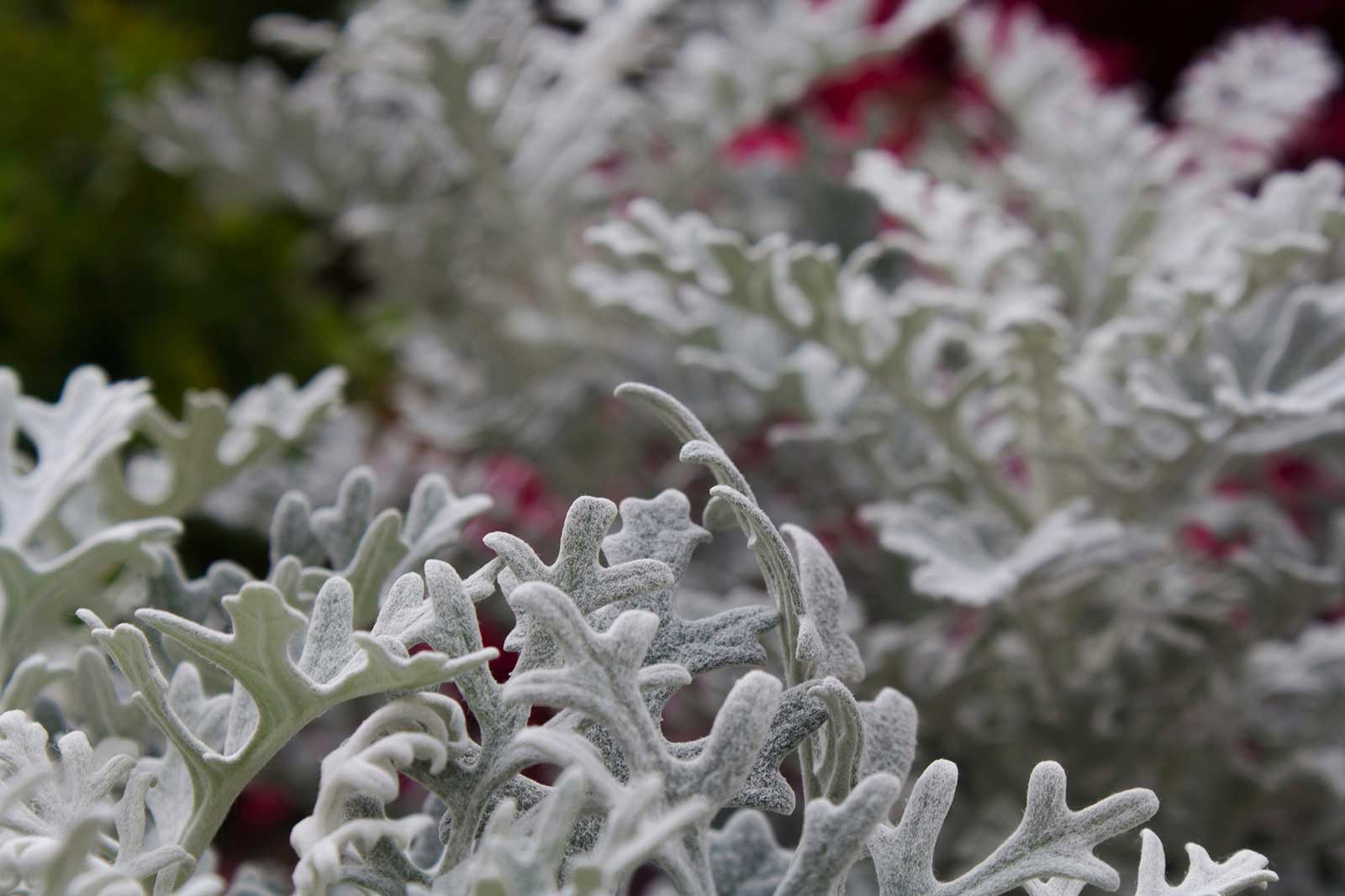 Senecio cineraria – Dusty Miller – Another annual that can grow in cooler weather is the dusty miller. In most cases, this plant will grow to be six to nine inches tall. 