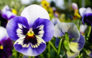 Pansies should be planted in well-drained soil that is high in organic matter.