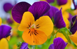 Pansies are cold tolerant, though not winter hardy in harsh climates.