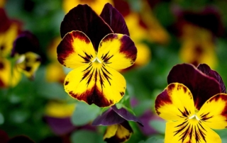 Pansies are happy looking plants with their bright petals contrasting in a “face-like” appearance.