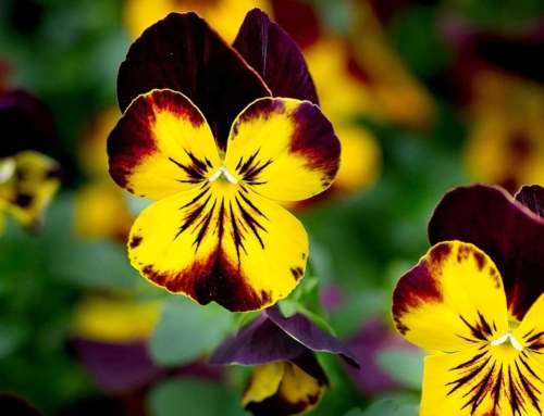 Pansies – The Flower With A Face