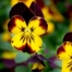 Pansies are happy looking plants with their bright petals contrasting in a “face-like” appearance.