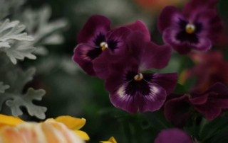Pansies are a popular spring flower because they’re not only early bloomers but they come in a collage of colors that actually prefer the cooler months of the gardening season